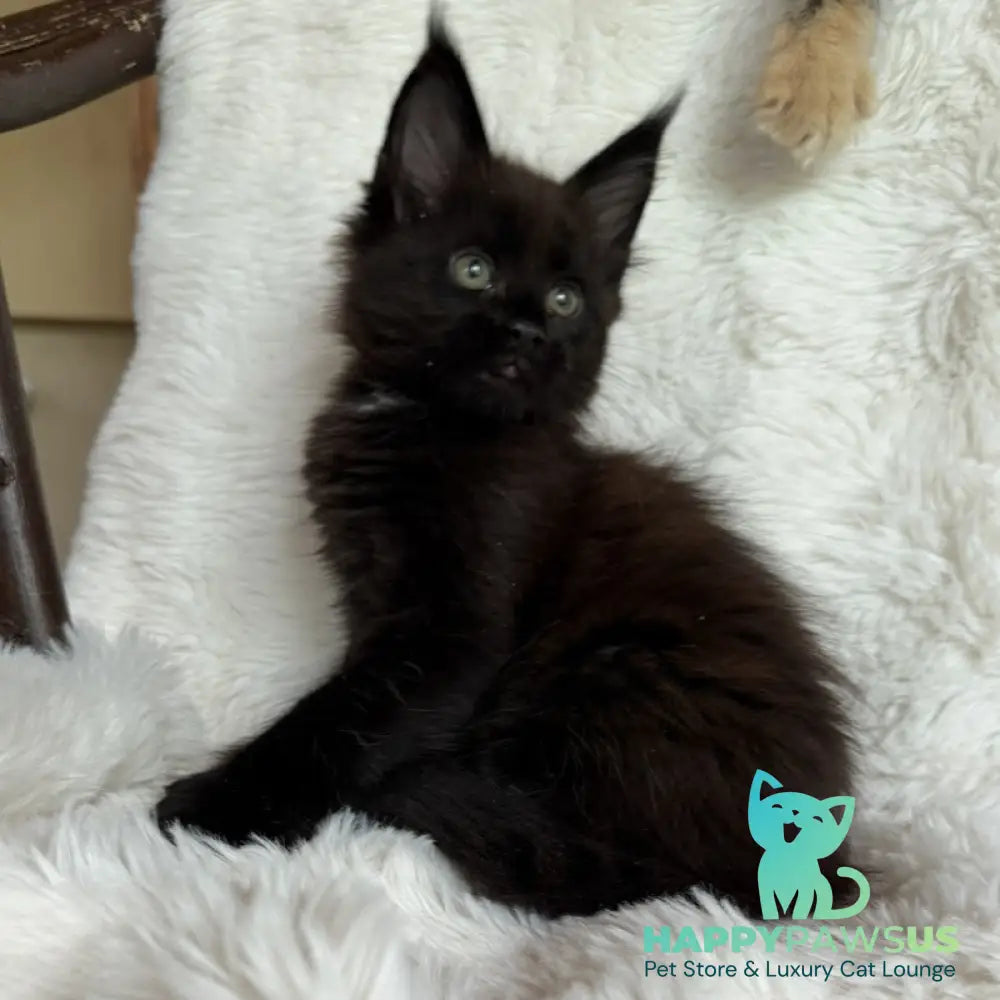Ulz Maine Coon male black with white - live animals