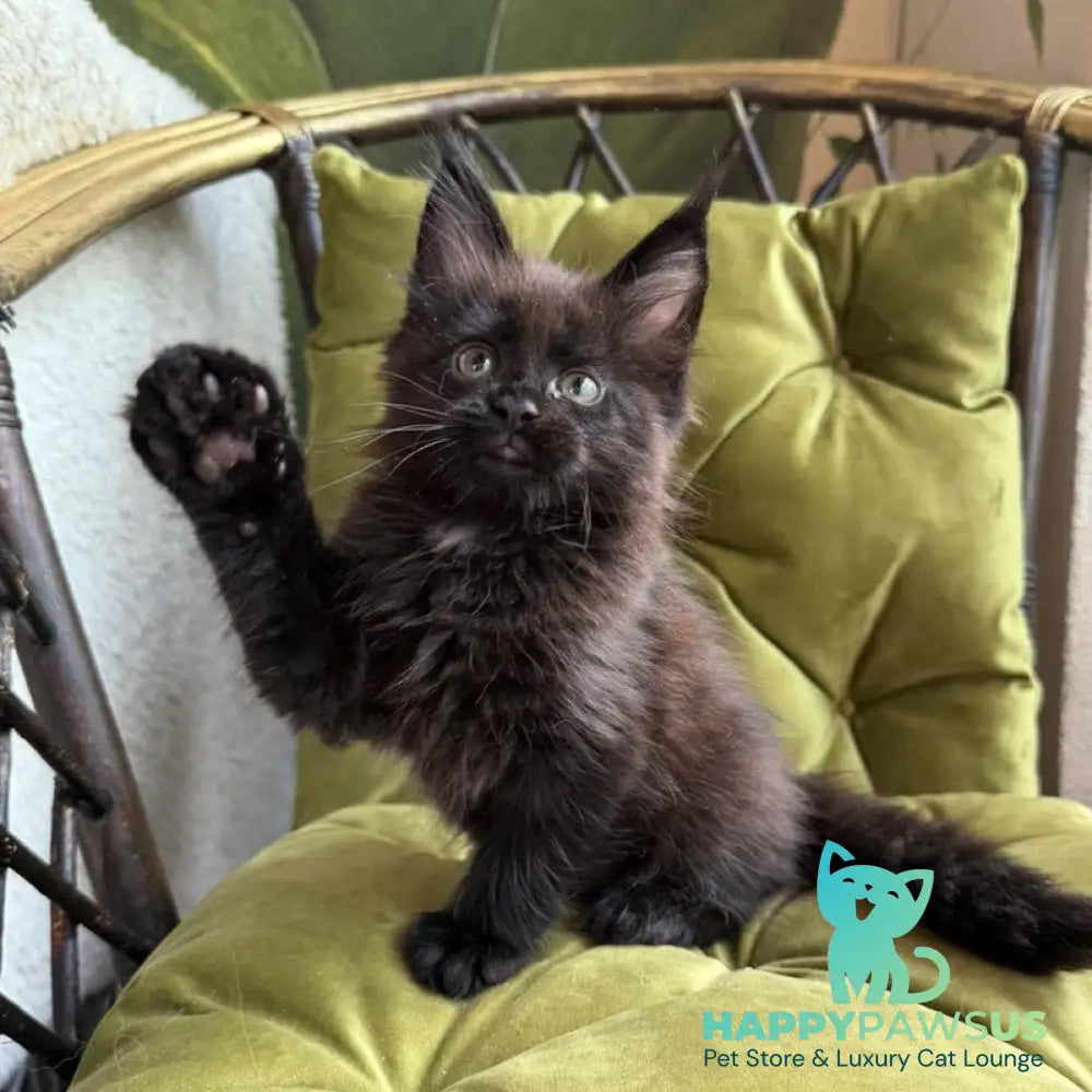 Ulz Maine Coon male black with white - live animals