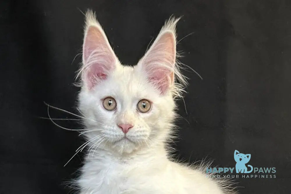 Uma Maine Coon female red silver shaded live animals