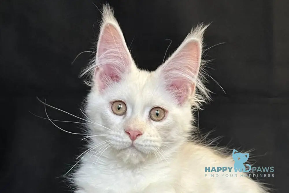 Uma Maine Coon female red silver shaded live animals