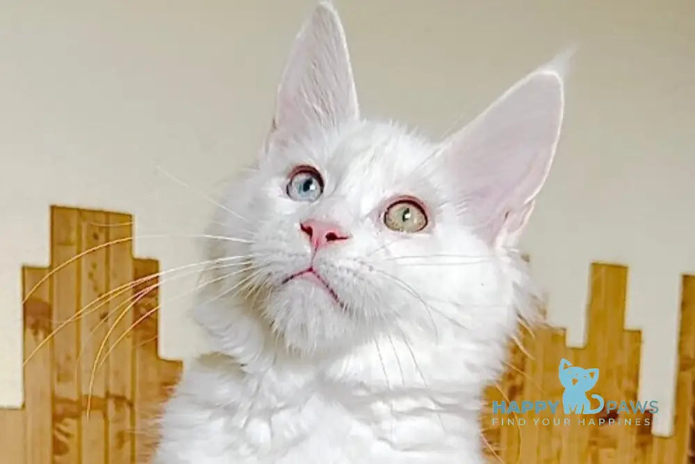 Uma Maine Coon polydactyl female white live animals