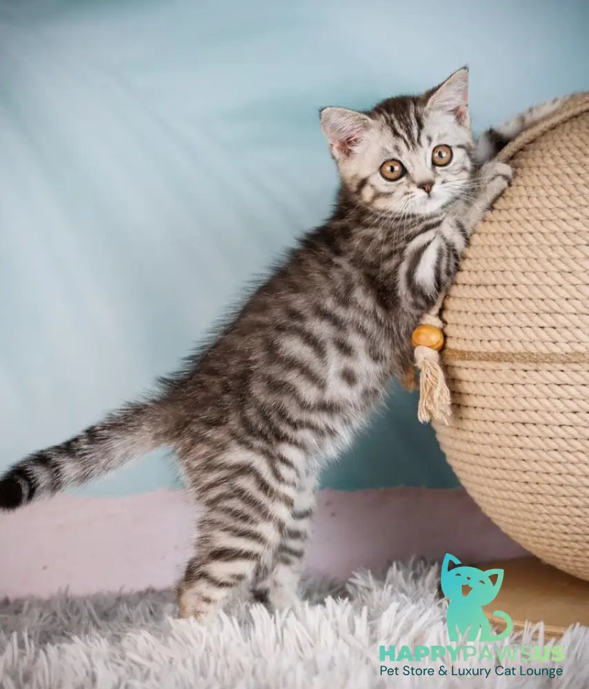 Uma Scottish Straight female black silver spotted tabby - live animals