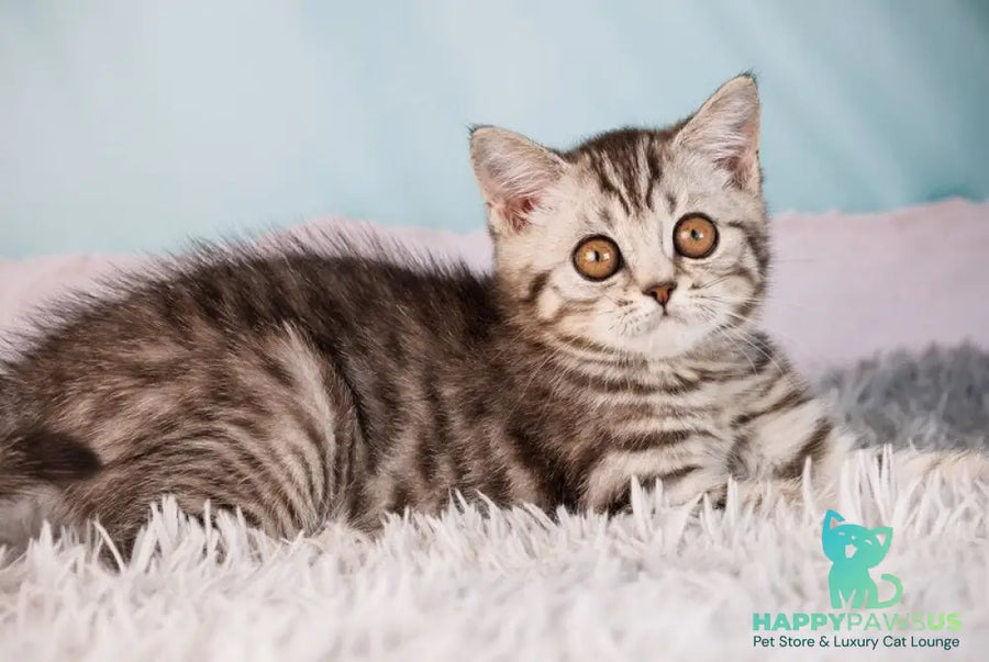 Uma Scottish Straight female black silver spotted tabby - live animals