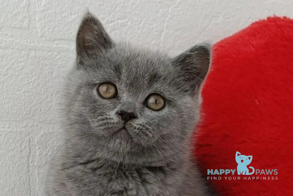 Uma Scottish Straight female blue live animals