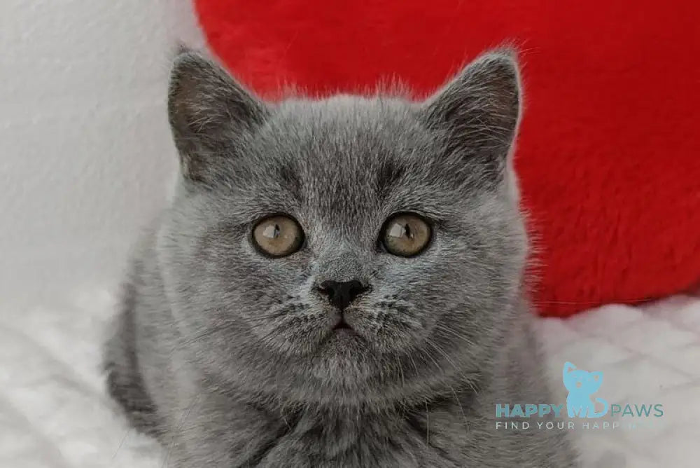 Uma Scottish Straight female blue live animals