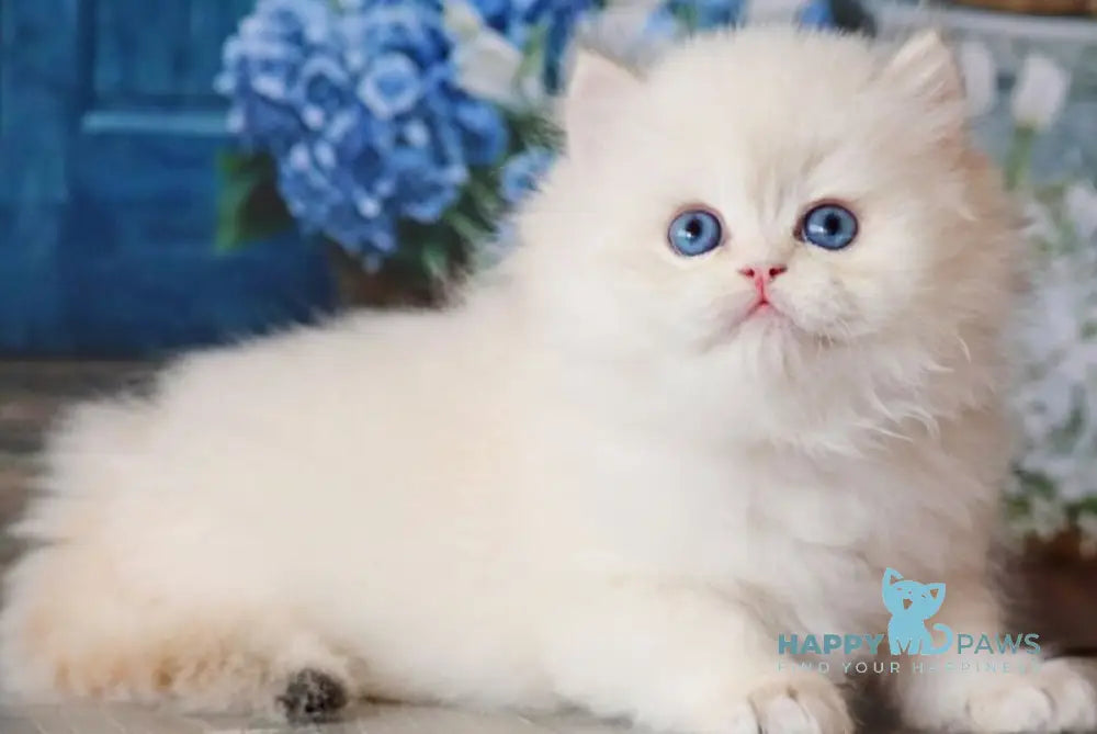 Umar British Longhair male black golden shaded pointed - live animals