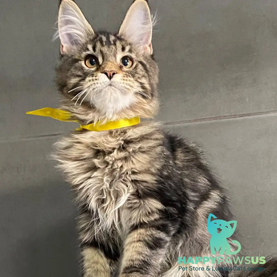 Umba Maine Coon female black tabby - live animals