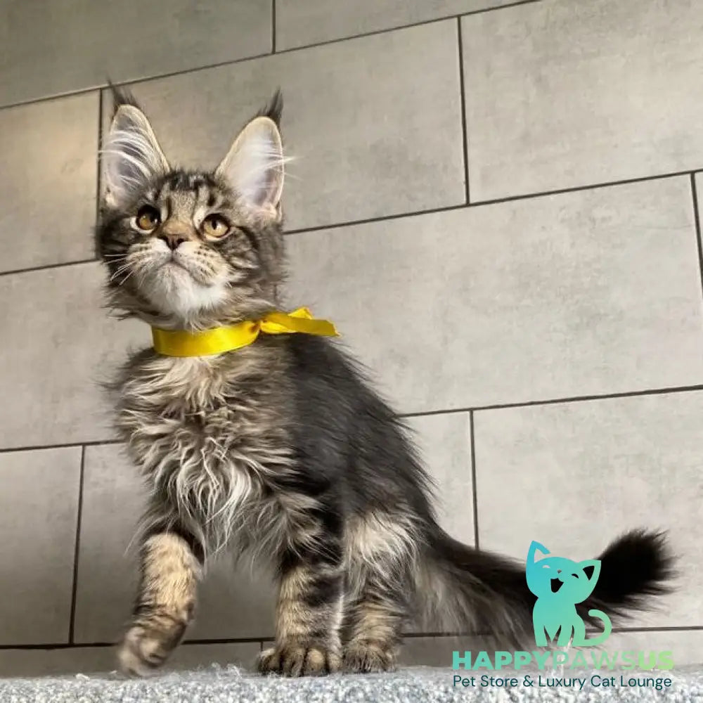 Umba Maine Coon female black tabby - live animals