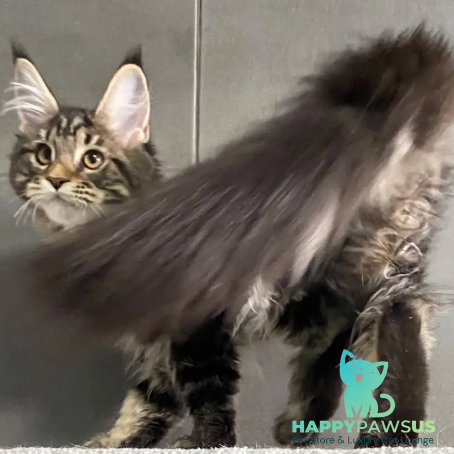 Umba Maine Coon female black tabby - live animals