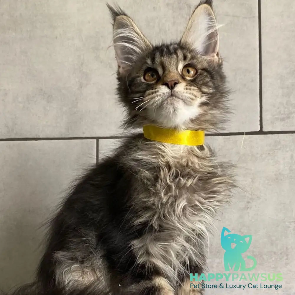 Umba Maine Coon female black tabby - live animals