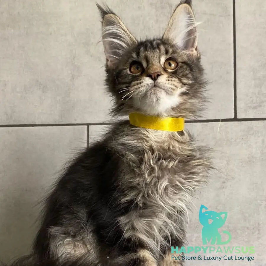 Umba Maine Coon female black tabby - live animals
