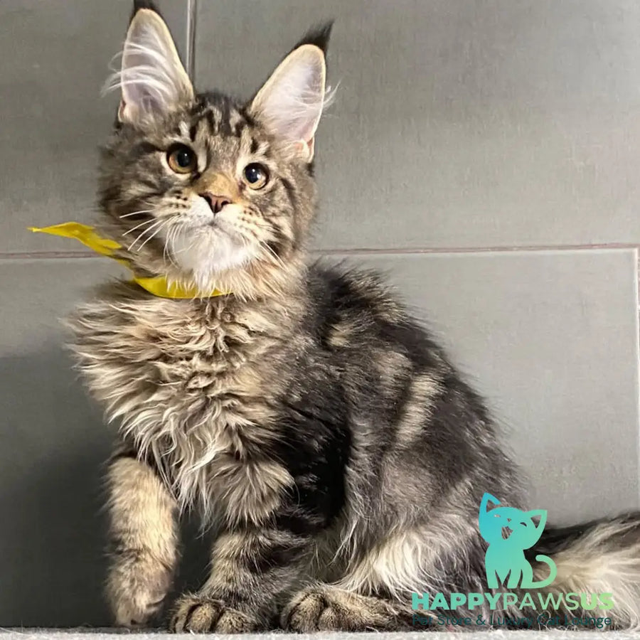 Umba Maine Coon female black tabby - live animals