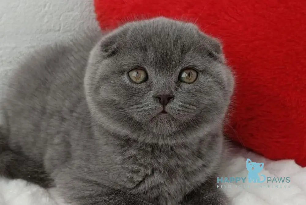 Umber Scottish Fold female blue live animals