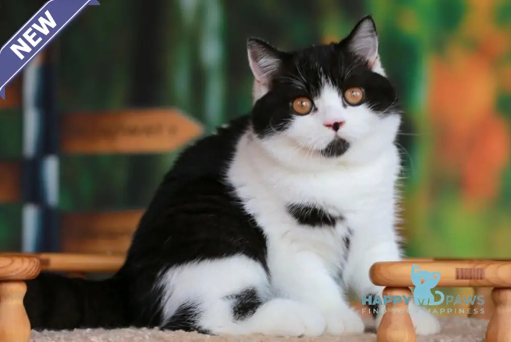 Umberto British Shorthair male black bicolour live animals