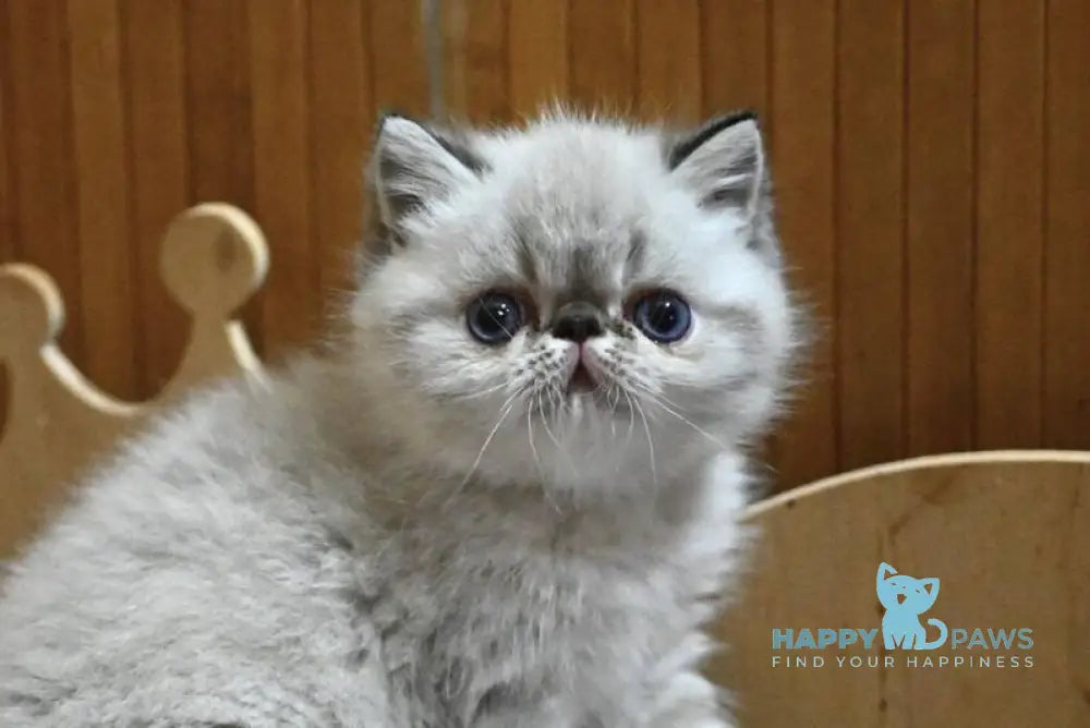 Umberto Exotic male black tabby pointed live animals