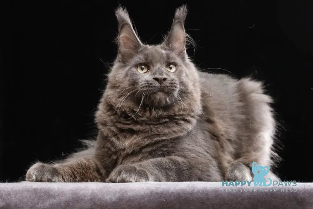 Umberto Maine Coon male blue live animals