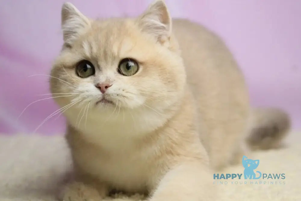 Umi British Shorthair female lilac golden shaded live animals