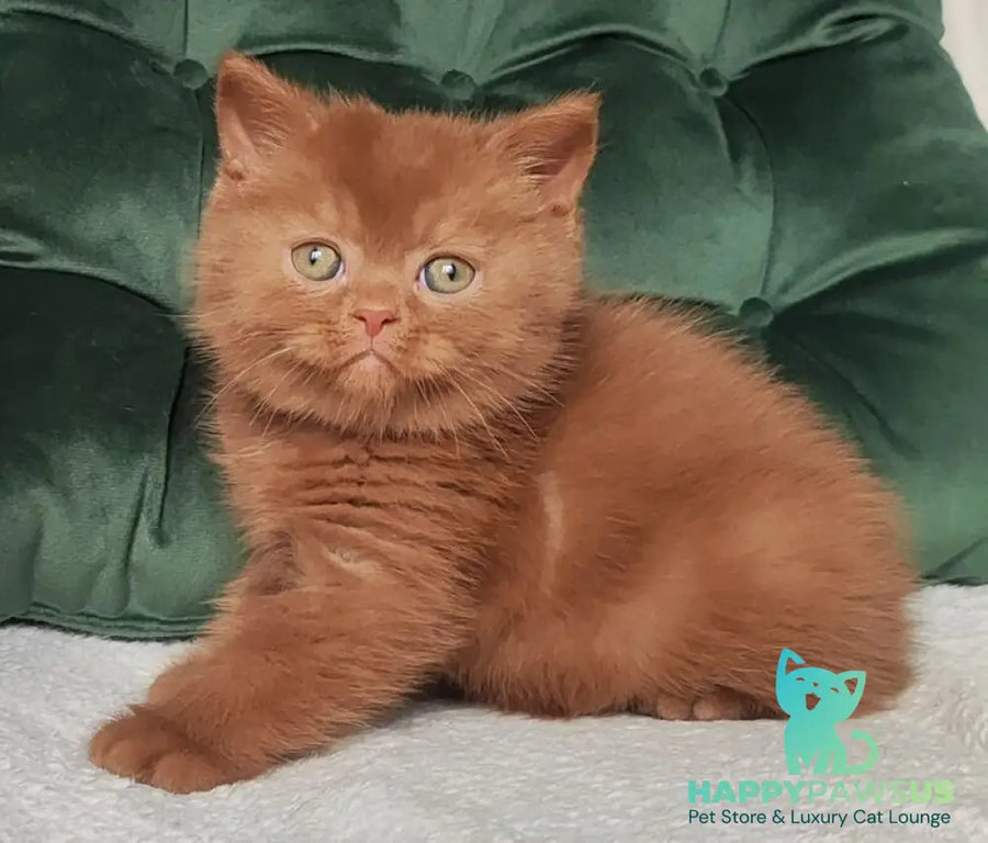 Umi British Shorthair male cinnamon - live animals