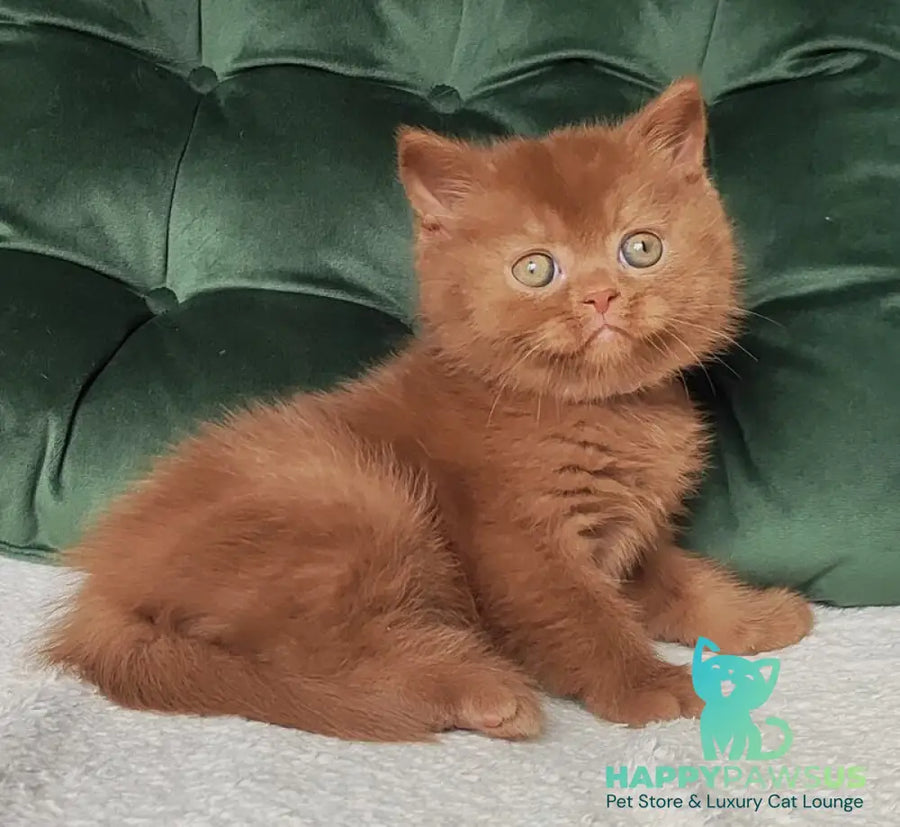 Umi British Shorthair male cinnamon - live animals