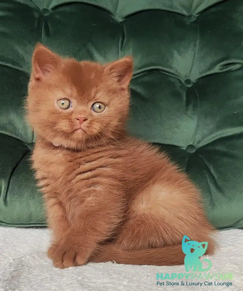 Umi British Shorthair male cinnamon - live animals