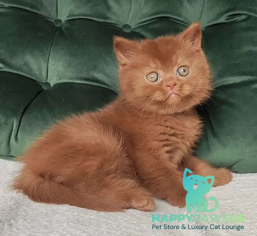 Umi British Shorthair male cinnamon - live animals