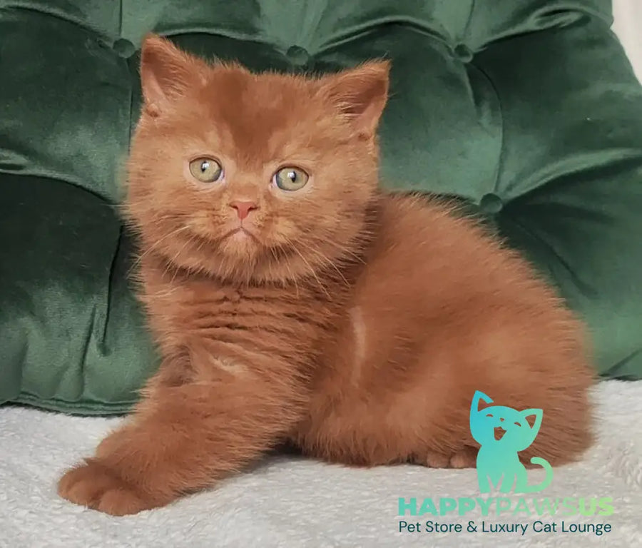 Umi British Shorthair male cinnamon - live animals