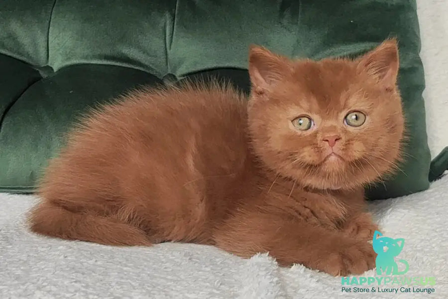 Umi British Shorthair male cinnamon - live animals