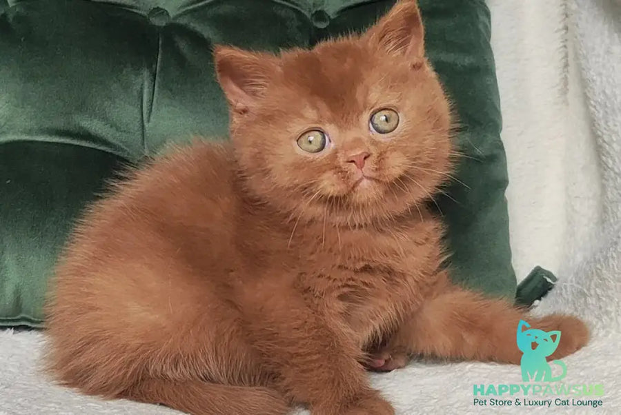 Umi British Shorthair male cinnamon - live animals