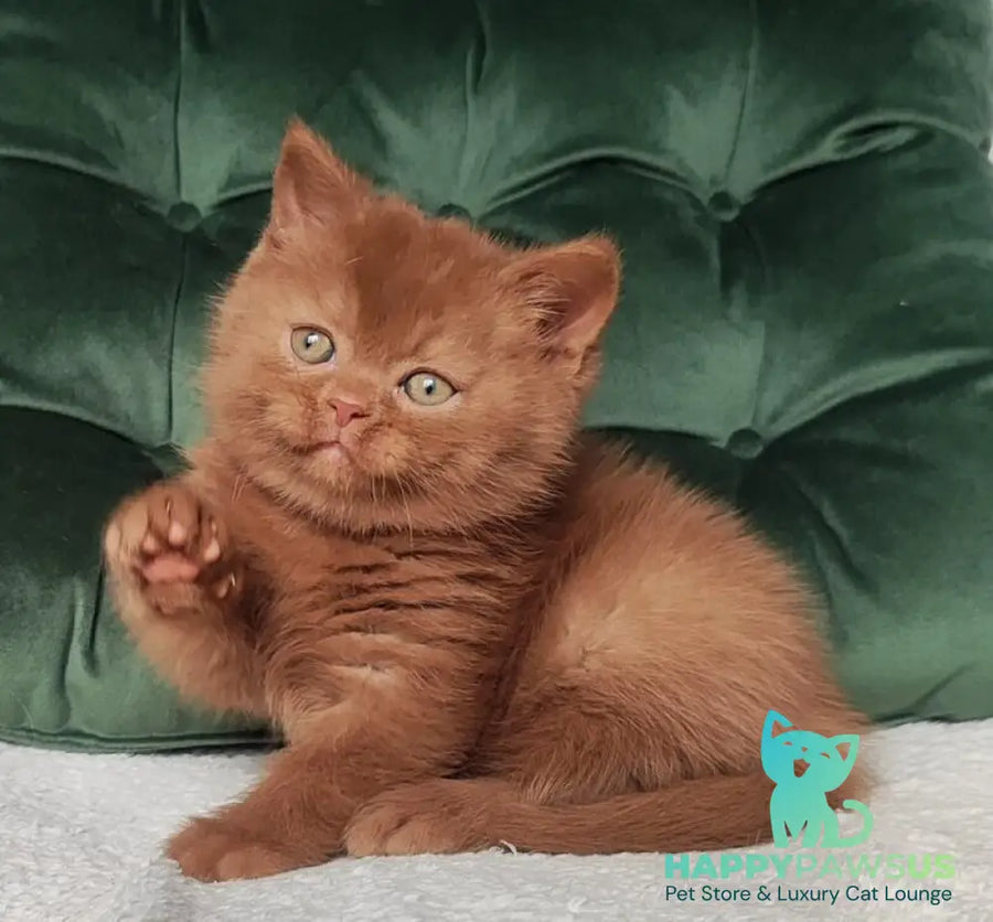 Umi British Shorthair male cinnamon - live animals