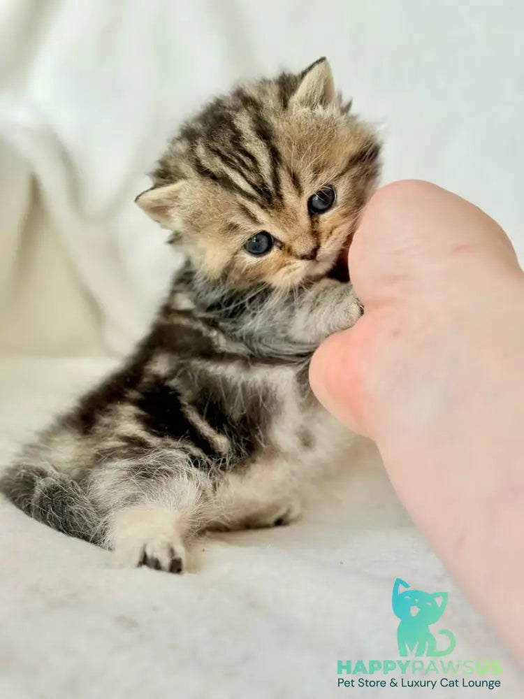 Umi Munchkin female black tabby - live animals