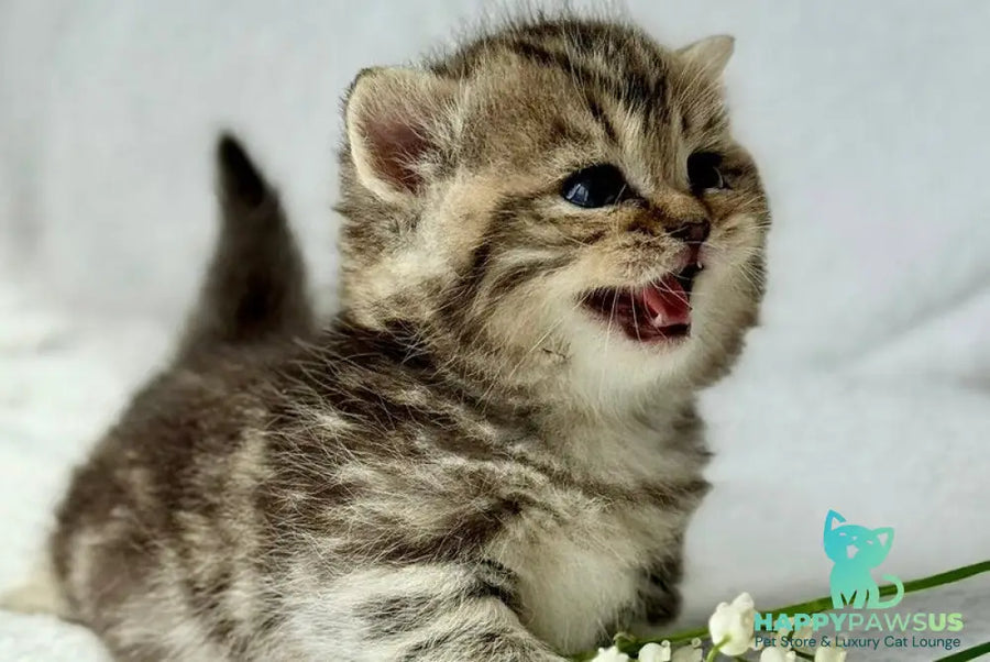 Umi Munchkin female black tabby - live animals