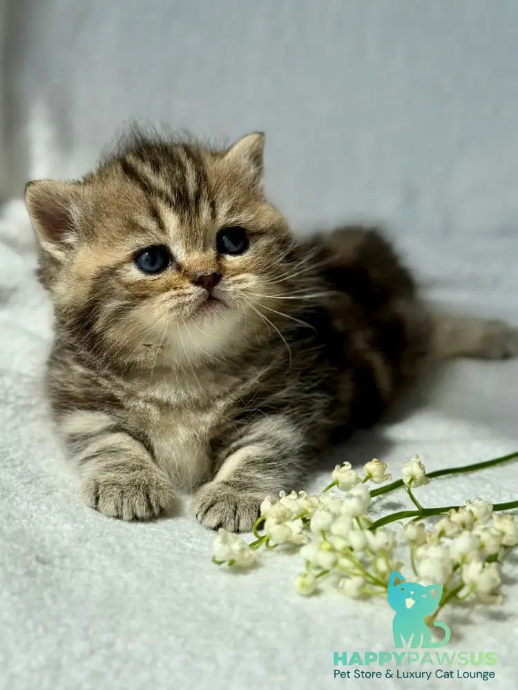 Umi Munchkin female black tabby - live animals