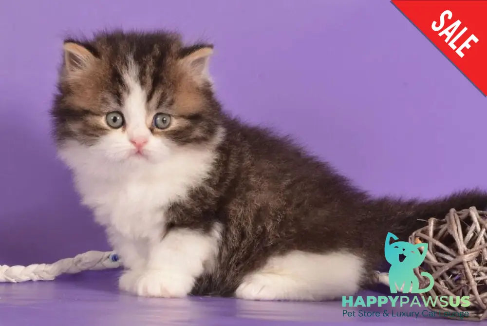 Umi Munchkin male black bicolour ticked tabby live animals