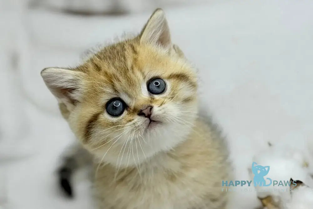 Umi Munchkin male black golden spotted tabby live animals