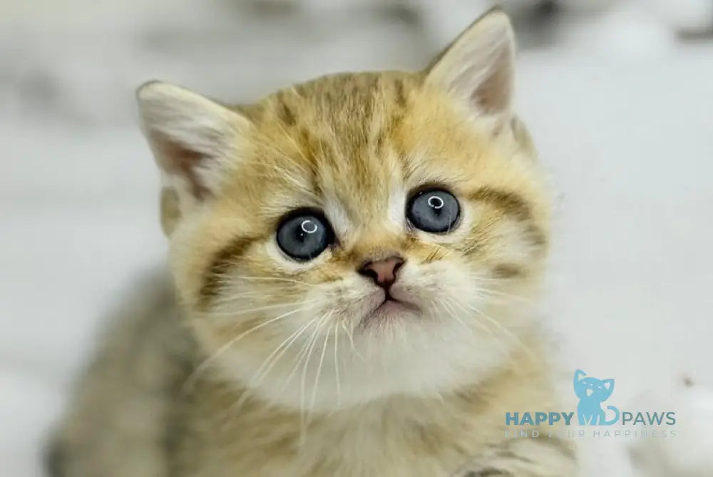 Umi Munchkin male black golden spotted tabby live animals