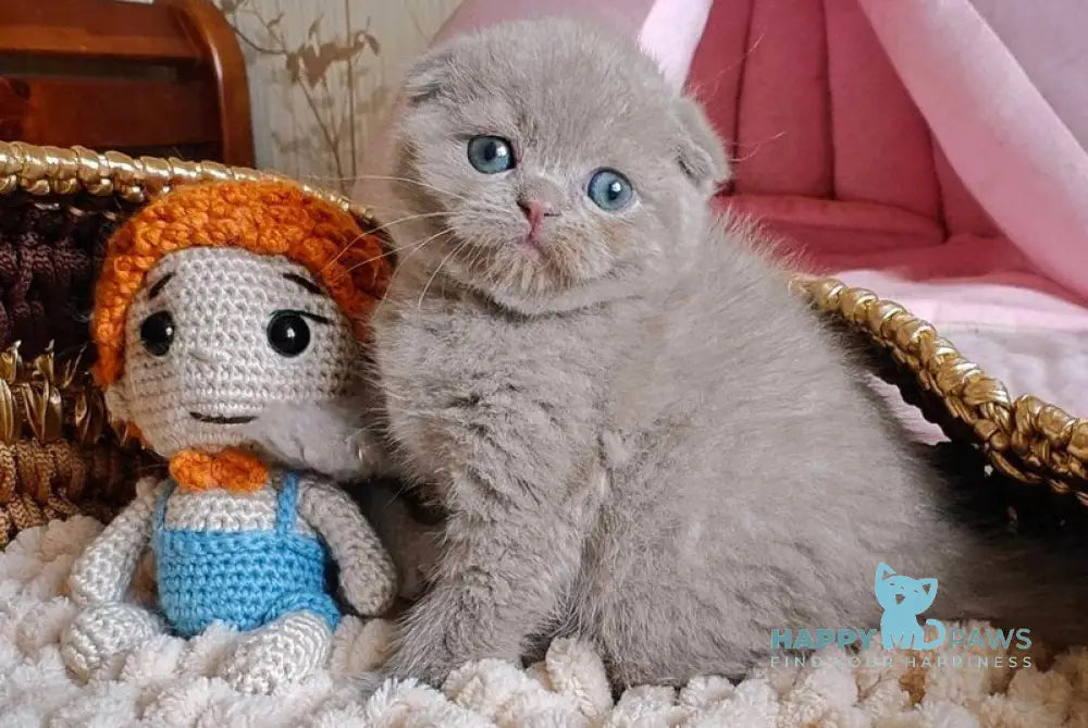Umi Scottish Fold male lilac live animals