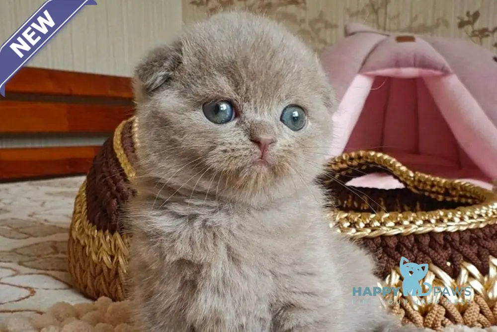 Umi Scottish Fold male lilac live animals