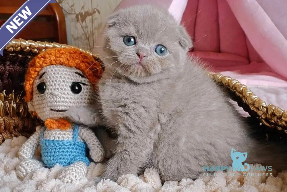Umi Scottish Fold male lilac live animals