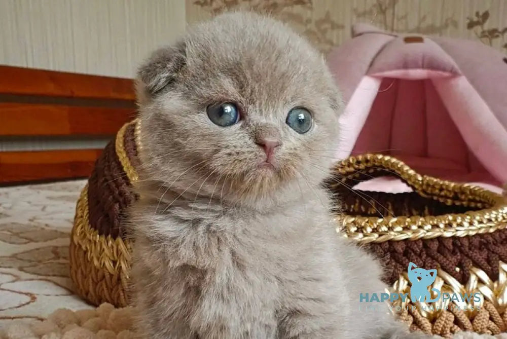 Umi Scottish Fold male lilac live animals