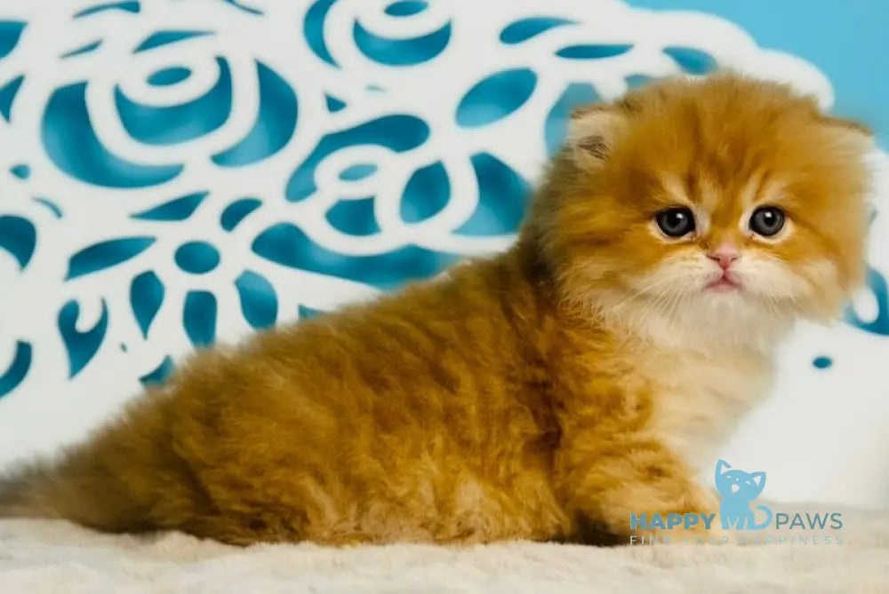 Umi Scottish Straight male cinnamon golden chinchilla - live animals