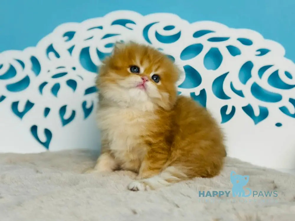 Umi Scottish Straight male cinnamon golden chinchilla - live animals