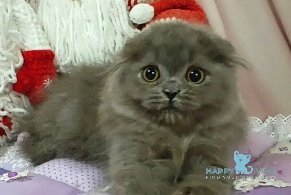Umik Scottish Fold male blue live animals