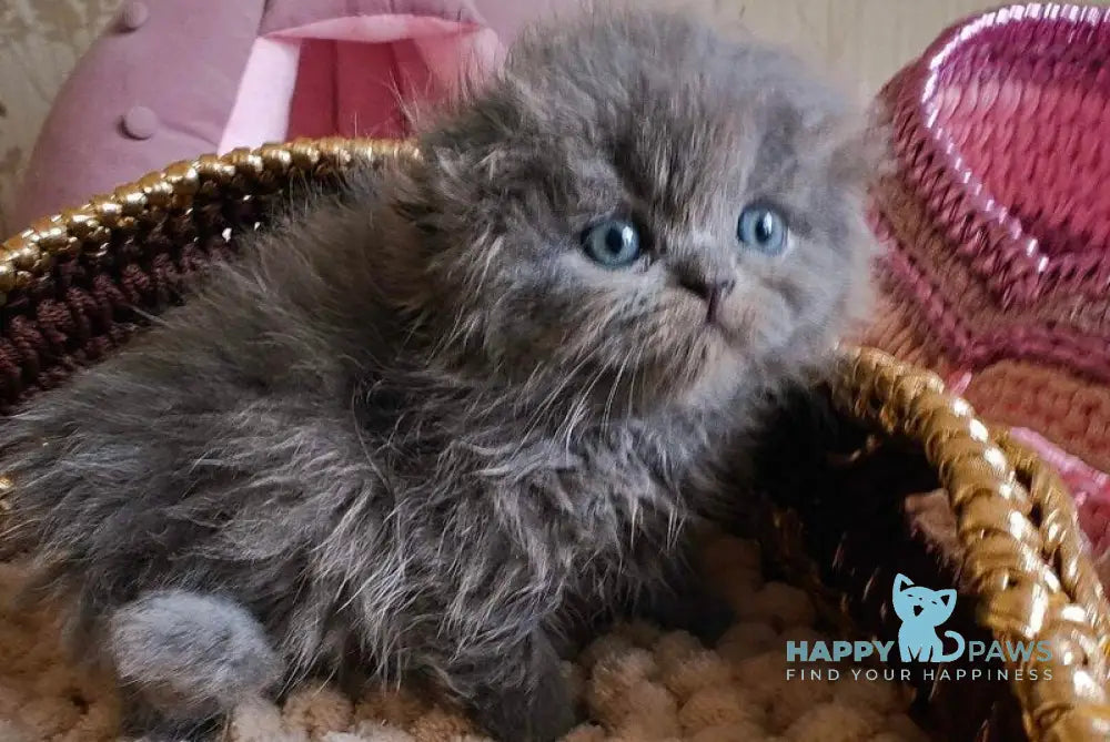 Umik Scottish Fold male blue live animals