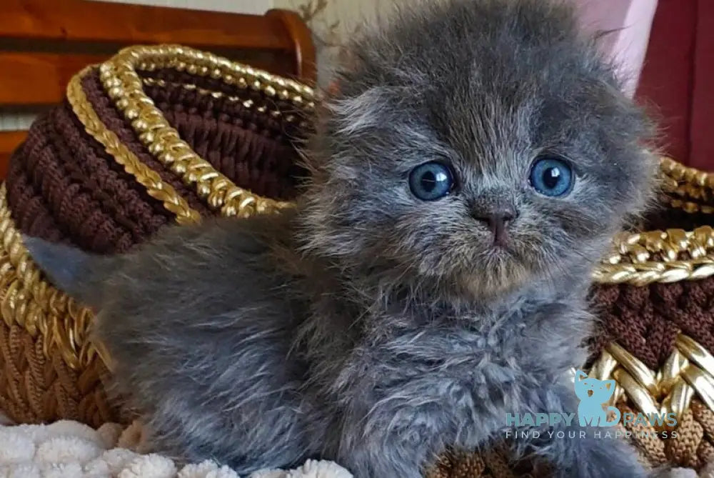 Umik Scottish Fold male blue live animals