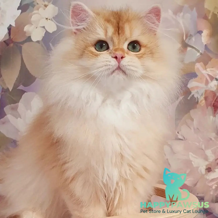 Umka British Longhair male chocolate golden chinchilla - live animals