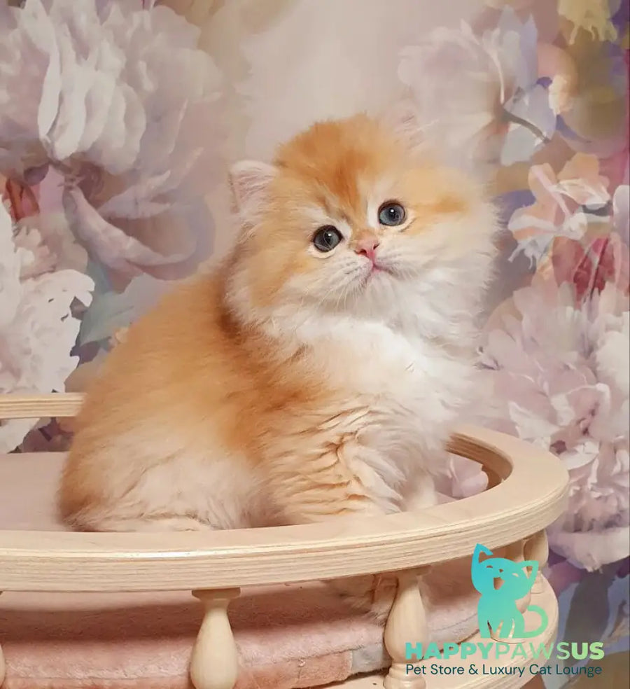 Umka British Longhair male chocolate golden chinchilla - live animals