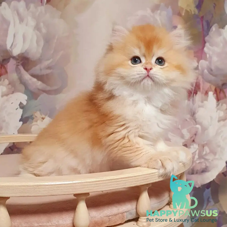 Umka British Longhair male chocolate golden chinchilla - live animals