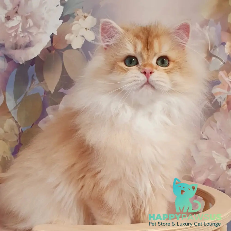 Umka British Longhair male chocolate golden chinchilla - live animals