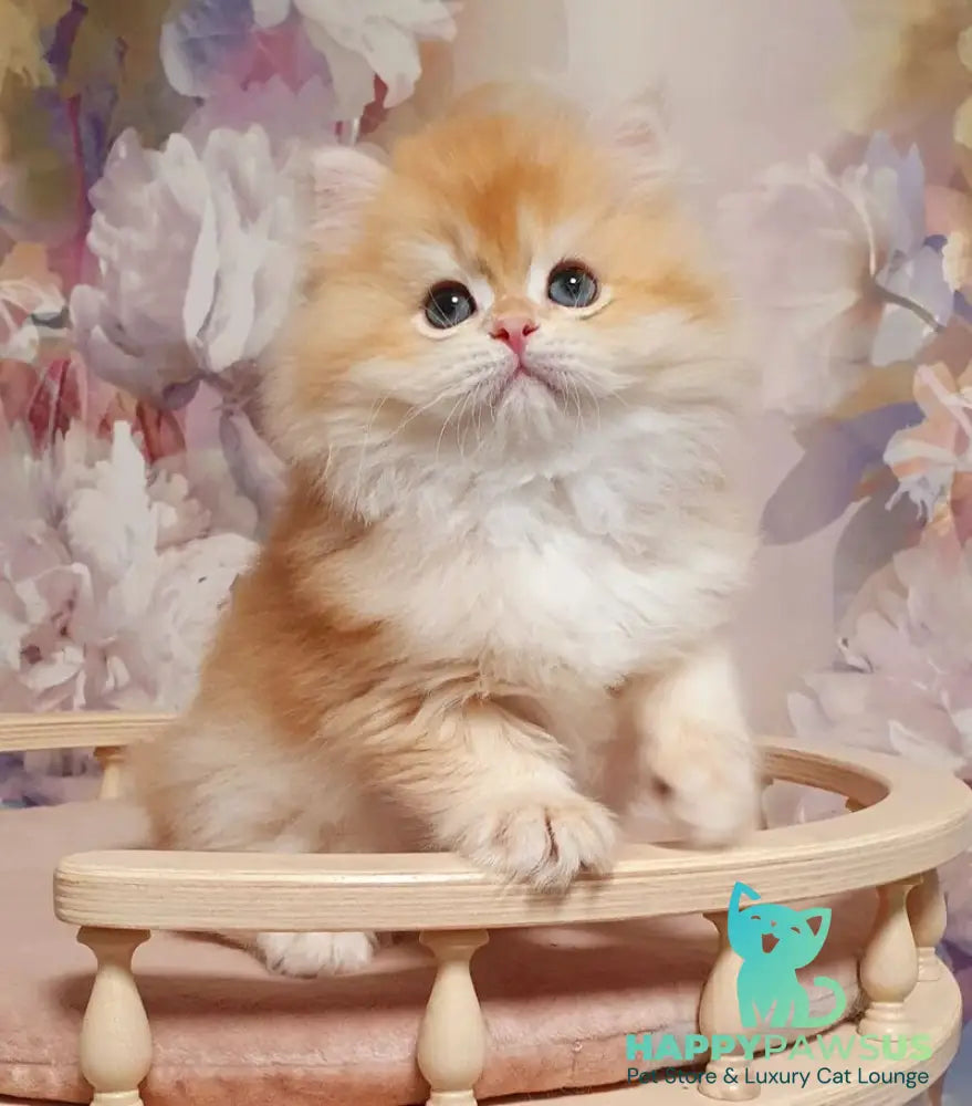 Umka British Longhair male chocolate golden chinchilla - live animals