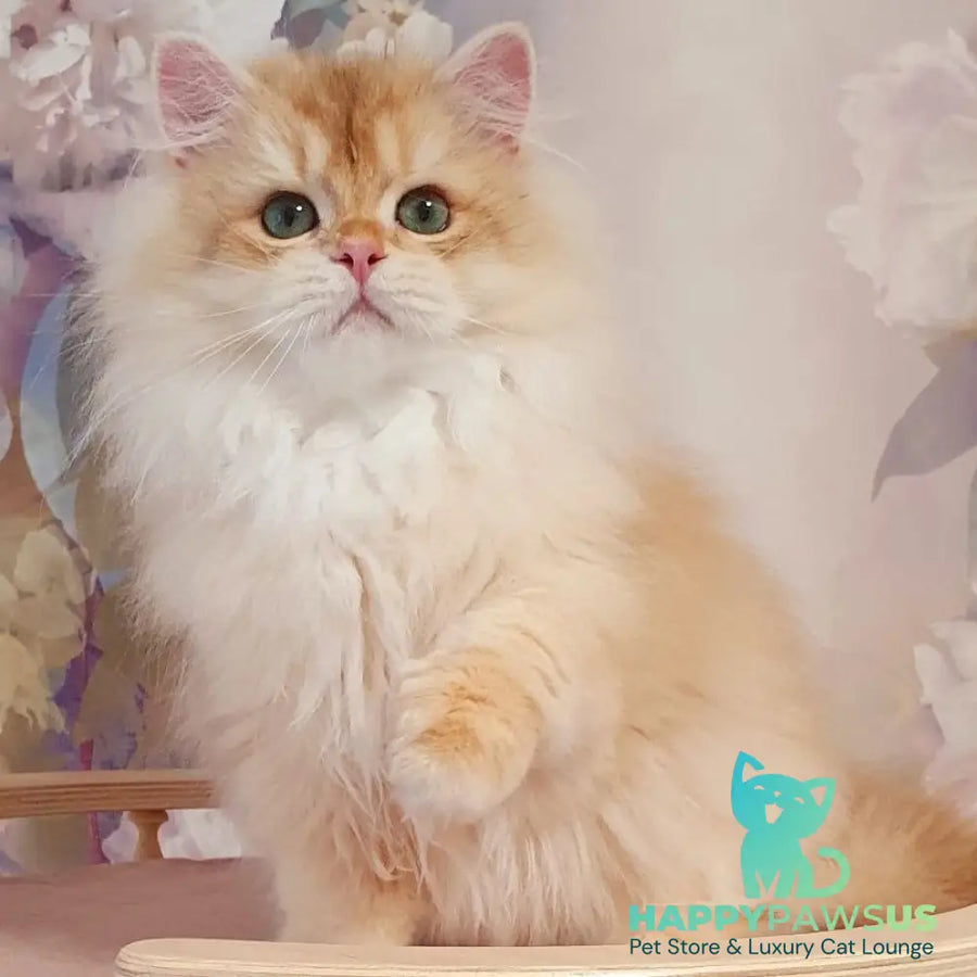 Umka British Longhair male chocolate golden chinchilla - live animals